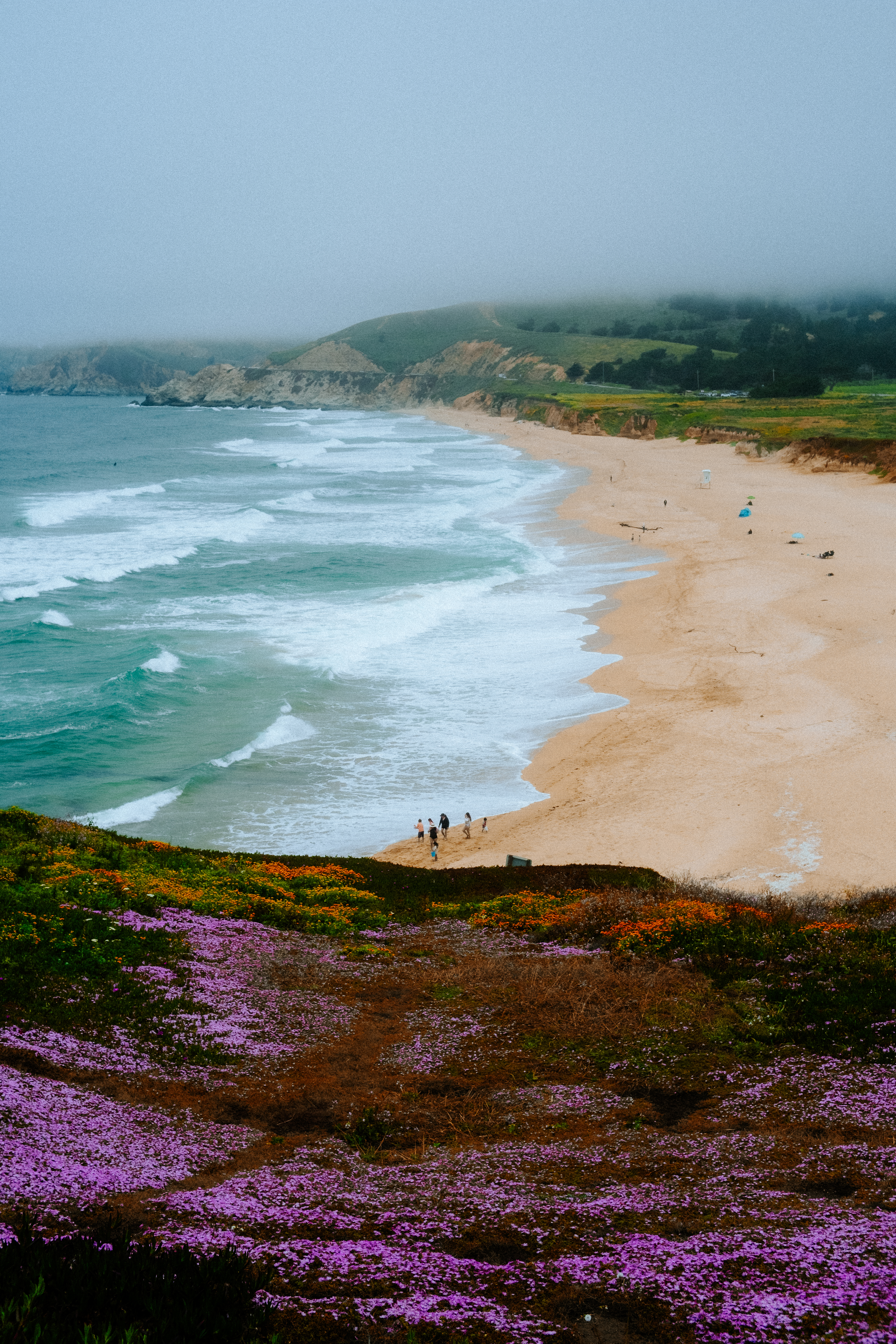 Coastal wildflowers overlooking the beach